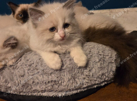 Beautiful Ragdoll kittens