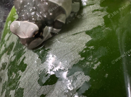 Amazon milk frog with set up