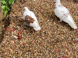 Breeding  frills pigeon