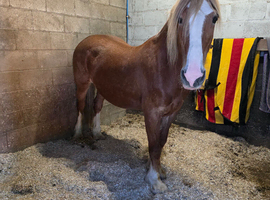 broodmare