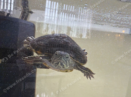 Turtle for sale