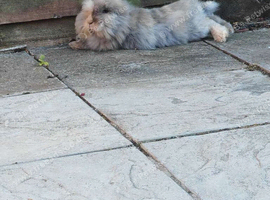 Female lionhead for sale!!!