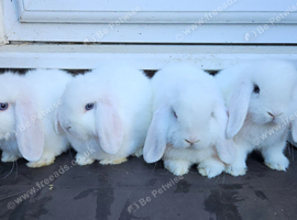 Baby mini lops