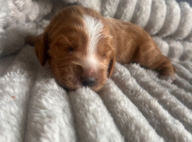 Beautiful Cocker Spaniel Puppies