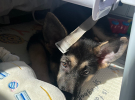 Gorgeous German shepherd girl pup