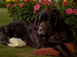 Male newfoundland