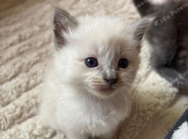 Ragdoll Kittens ready at the end of October