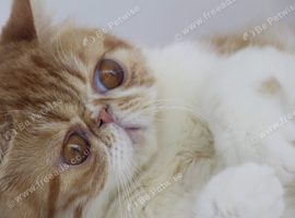 Young Exotic Shorthair Female - Rehoming