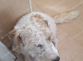 Poddle cross sealyham terrier