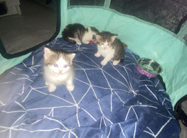 Persian cross Russian blue kittens 3 girls