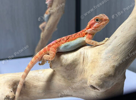 Baby bearded dragons