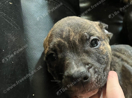 Alapaha blue bulldog cross American bulldog puppies