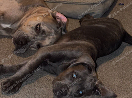 Gorgeous Cane Corso Pup
