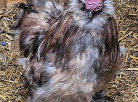 Silkie rooster