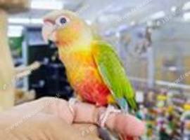 Baby Pineapple conure hand reared available,13