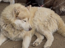 Siberian husky male for sale