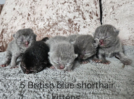 British shorthair kittens 5