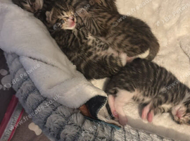 Kittens for sale