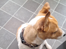 Chiko jack rusell terrier
