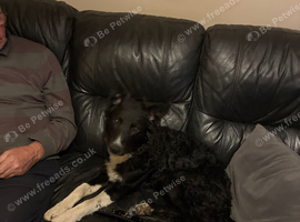 Border collie