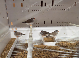 Zebra finch