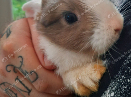 Twin rabbits for sale 1 boy 1 girl