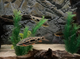 3 x Strawberry Leporinus 6-7"+