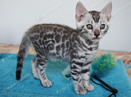Quality Pedigree Bengal Kittens