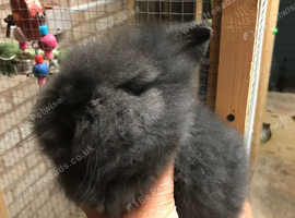 Double mane lionheads for sale