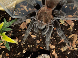 ADULT FEMALE Aphonapelma Anax