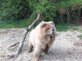 Chow chow
