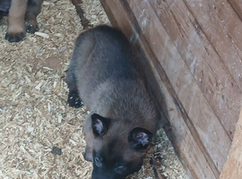 Belgian malinois puppies