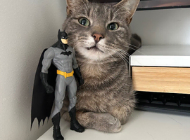 Loving boy cat for sale