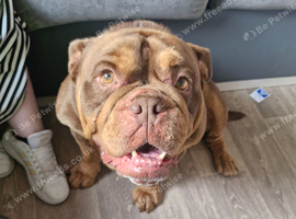 Big friendly giant