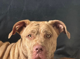 18 month old female mastiff cross