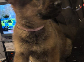 GERMAN SHEAPARD X ALASKERN MALAMUTE