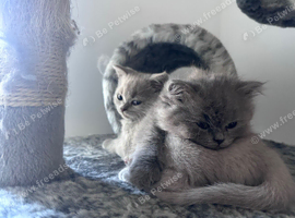 Persian Kittens