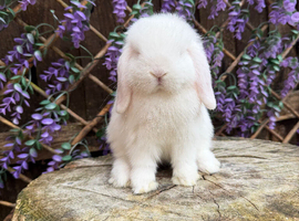 Mini lops
