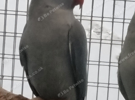 This years baby ringneck (aviary bred)