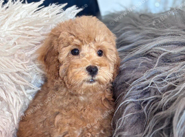 Poodle puppies one boy one girl x