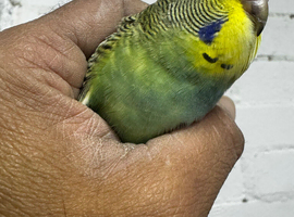 Baby budgies for sale