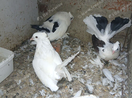 Pigeons for sale