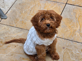 Male red cavapoo