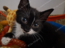 READY NOW!! BEAUTIFUL TUXEDO BOY
