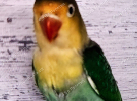 Baby love birds