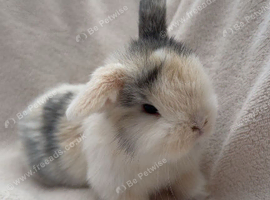 Beautiful mini lop babies
