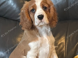 Beautiful cavalier boy