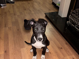 Lurcher