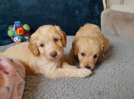 Gorgeous Cockapoo pups