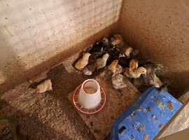 Chicks for sale.....1 day old upto 3 weeks old......PURE BREEDS...